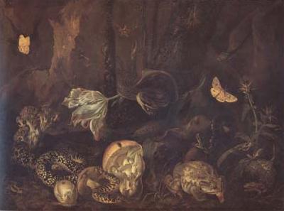 SCHRIECK, Otto Marseus van Still Life with Insects and Amphibians (mk14) oil painting image